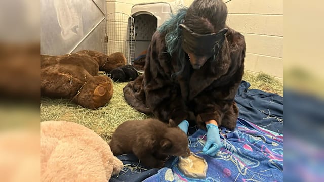 美国母熊涉人熊冲突被安乐死 动物中心人员扮熊顾幼崽