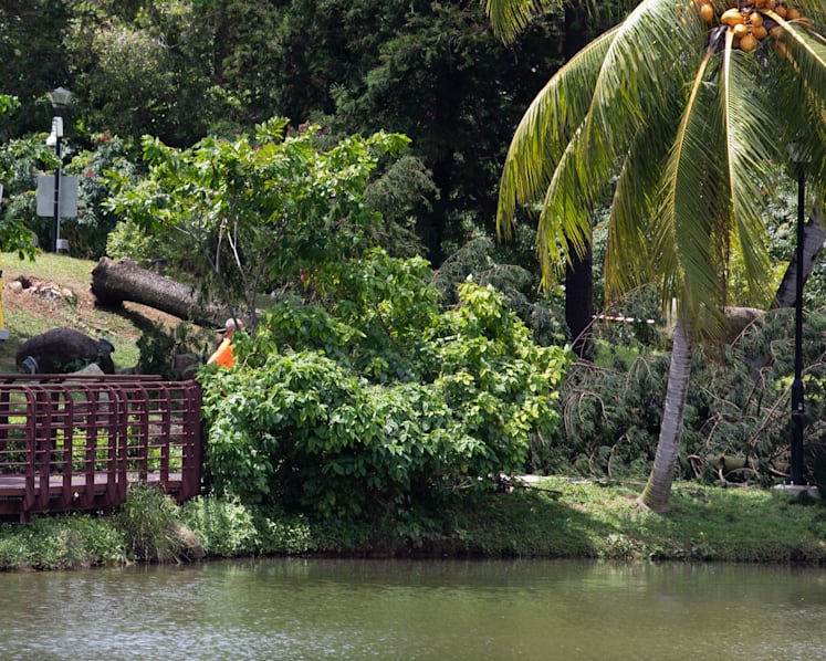 Tree that fell and killed woman at Marsiling Park had termite infestation but no external signs, coroner's inquiry hears