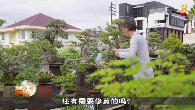 晨光|玩物壮志：结缘半世纪 盆栽达人传授养护技巧
