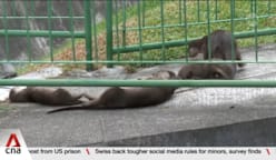 Otter spotters: Meet the people who count Singapore's otter population 