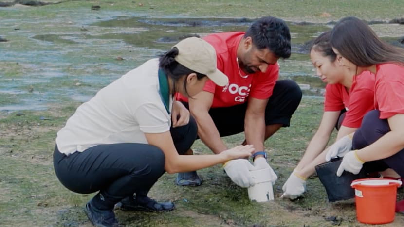 Saving Our Green Lungs - Mangroves & Seagrass