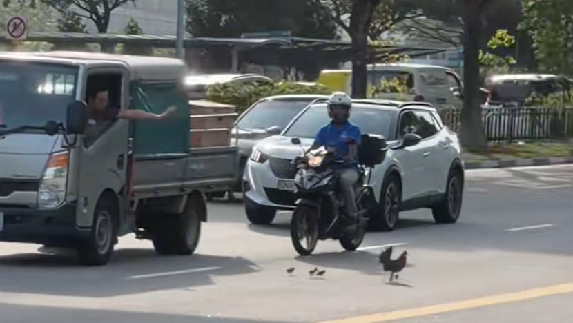 தாய்க்கோழியும் குஞ்சுகளும் சாலையைக் கடக்க உதவிய வாகனமோட்டிகள்