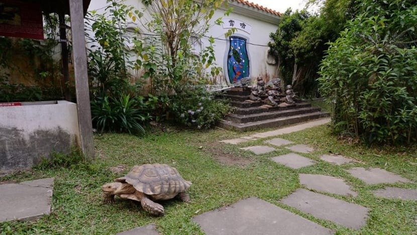 Muzium Kura-Kura S'pura masih cari 'rumah' baru