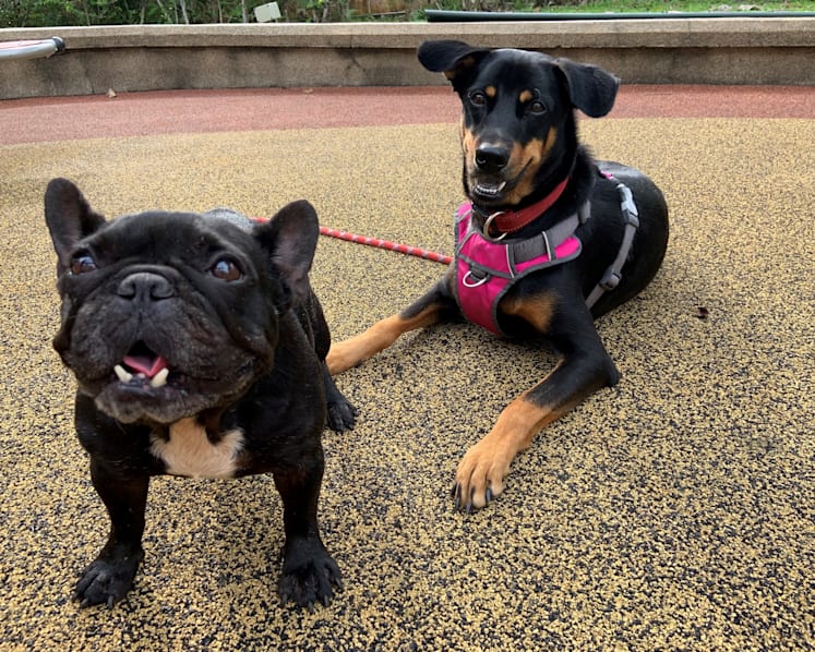 Electric collars for dogs inhumane and should be banned