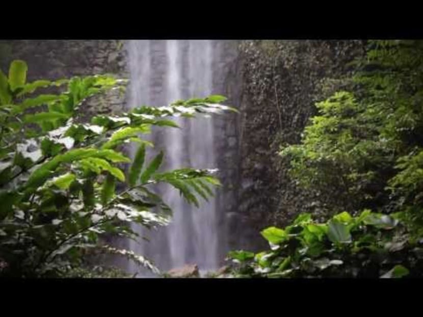 Re-launch of the Waterfall Aviary, Jurong Bird Park.
