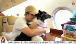 Singapore-based airline offers cabin flights for animals at a premium