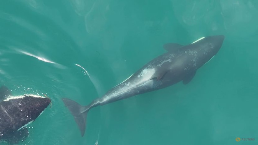 Killer whales use seaweed as tools to groom each other