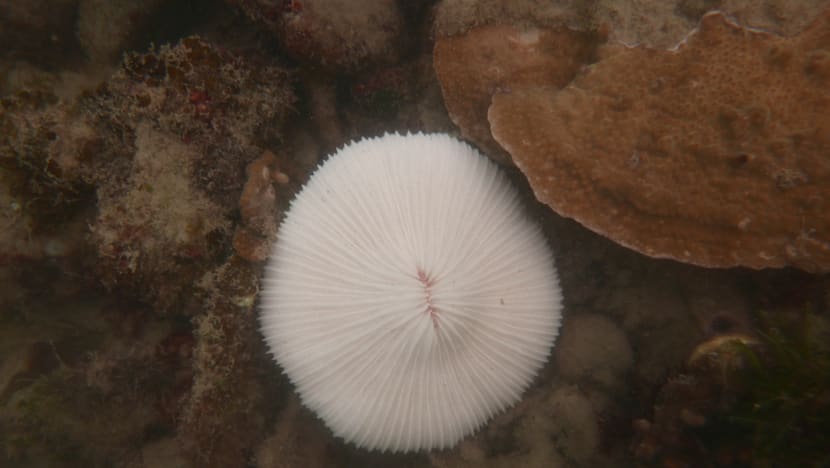 Coral bleaching forces closure of Sisters’ Island dive trails
