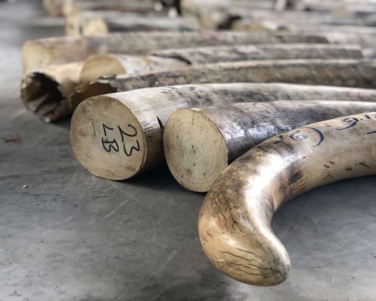 Ivory worth S$18 million to be crushed; new centre to bolster Singapore’s fight against illegal wildlife trade