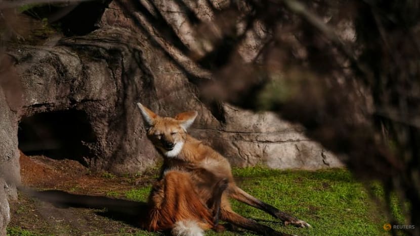 Argentina to return two rare maned wolves to the wild