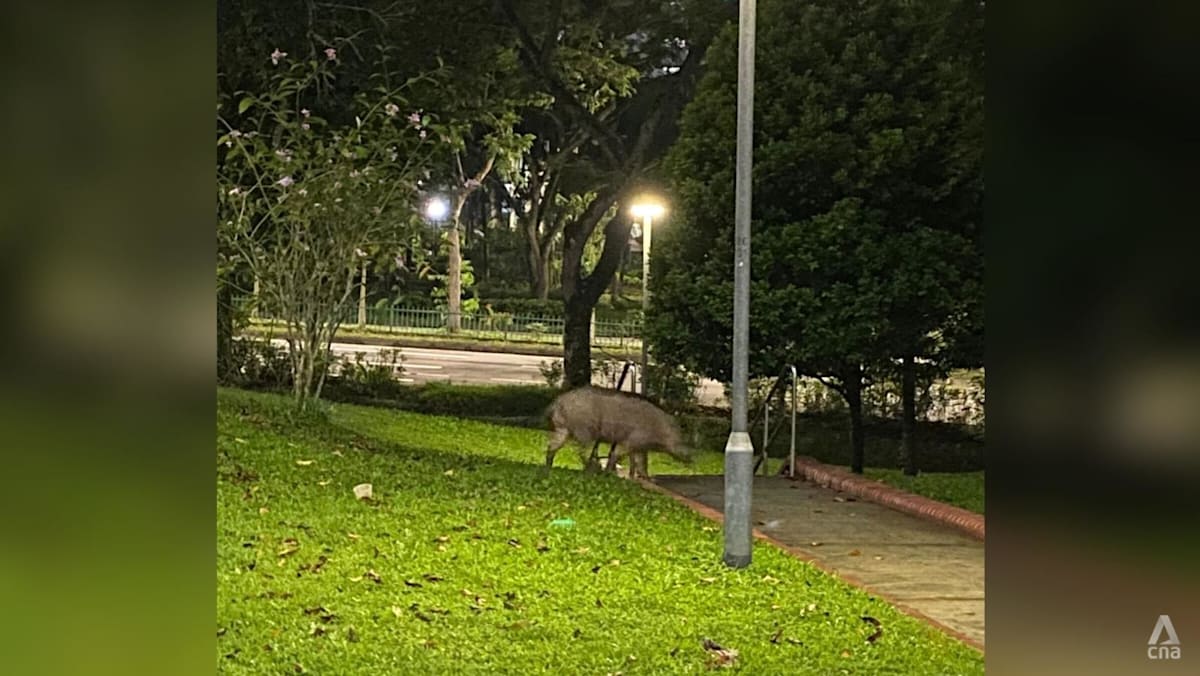 NParks sued over alleged negligence in wild boar attack, Botanic Gardens falls