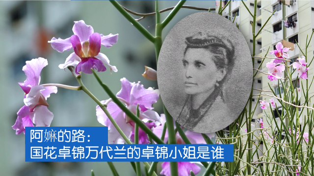 新闻深呼吸+ | 阿嫲的路：国花卓锦万代兰的卓锦小姐是谁？