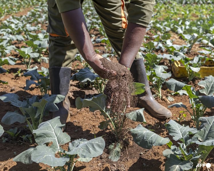 World's soils deteriorating while solutions go unused: UN