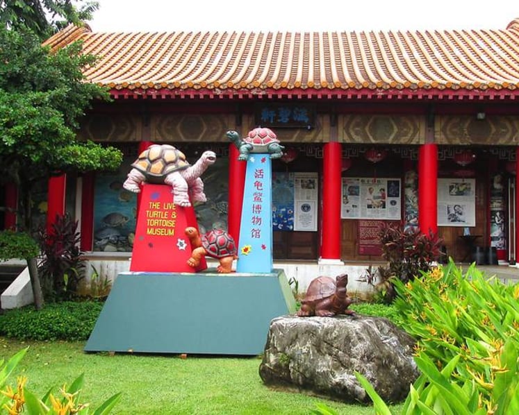 Singapore's only turtle and tortoise museum to relocate to Yishun in 2019