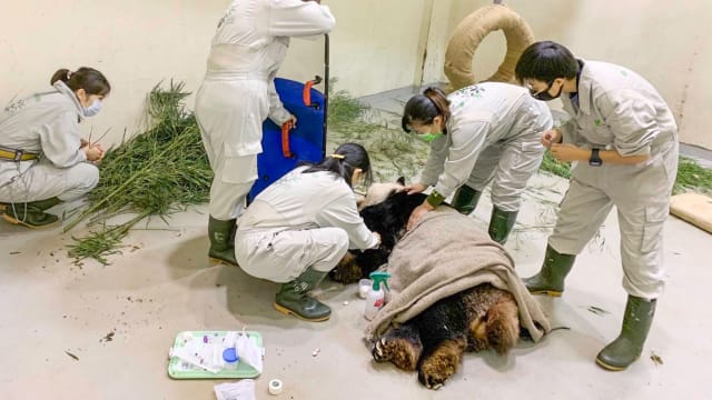 台湾大熊猫团团或被制成标本