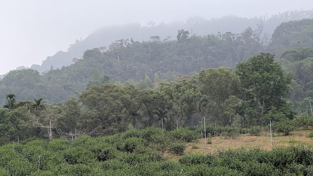 南投山居：走进茶园，住进花园