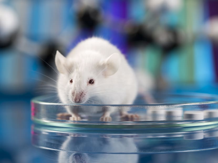 Did Omicron jump from mice to men? Chinese scientists say it’s possible