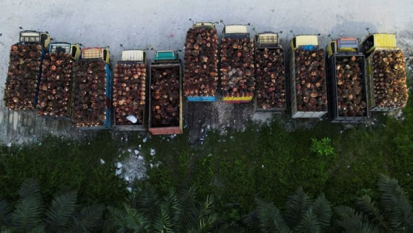 Indonesia palm oil group GAPKI urges government to delay levy hike - Channel News Asia (Picture 2)