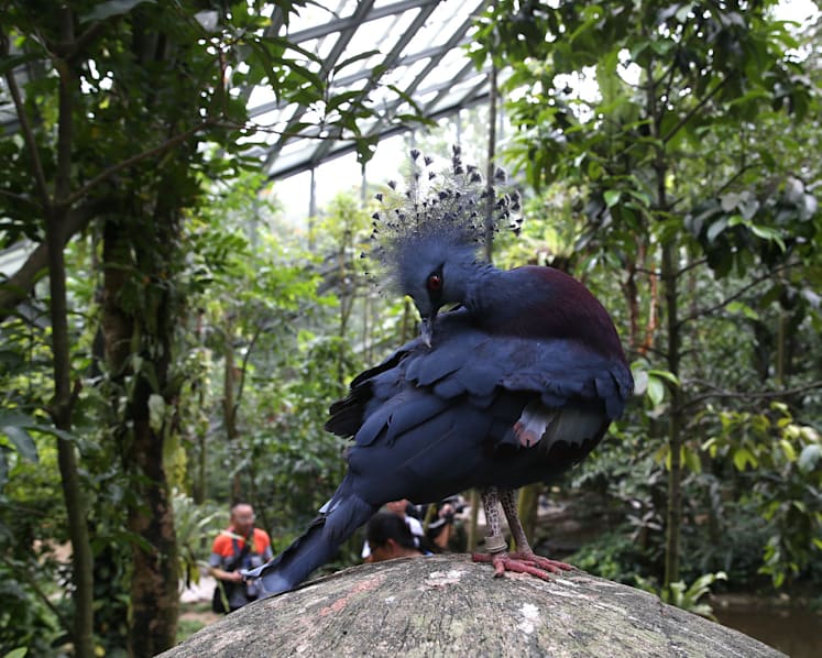 Rare Asian birds at Jurong Bird Park’s Wings of Asia aviary