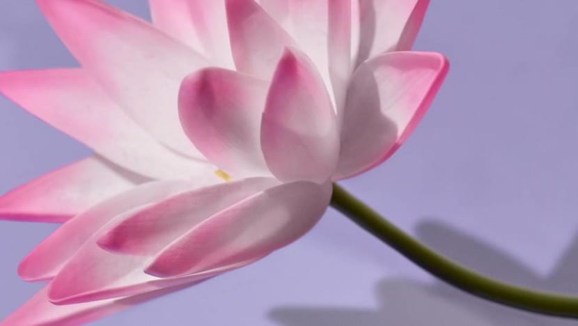 Meet the miracle #Holygrail flower that all anti-ageing beauty buffs should know Meet the miracle #Holygrail flower that all anti-ageing beauty buffs should know