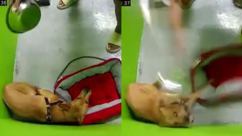 AVS investigates case of dog abuse after video of incident at training centre K9 Connection