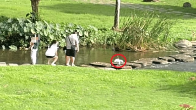 一家人被发现喂食野生灰鹭 公园局：违规者可罚款最高1万元 