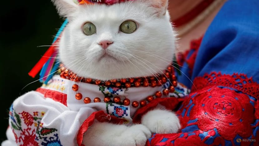 Genome study reveals milestone in history of cat domestication