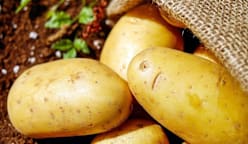 உருளைக்கிழங்கு எப்படி உருவானது? தெரியுமா? 