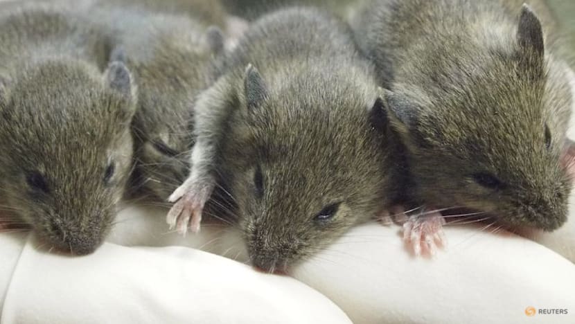 Mouse study shows repeated cloning causes grave genetic mutations