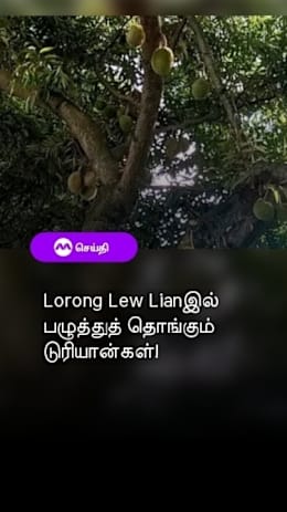 Lorong Lew Lianஇல் பழுத்துத்