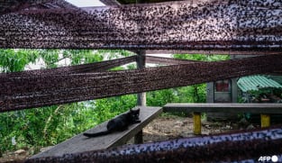 Rotten insects, viral videos and climate change: South Korea battles 'lovebug' invasion