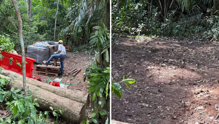 NParks siasat pokok di bawah gerakan OneMillionTrees ditebang tanpa izin di hutan simpanan