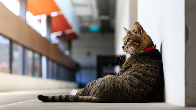 猫福利协会：支持政府推出猫只寄养试点计划