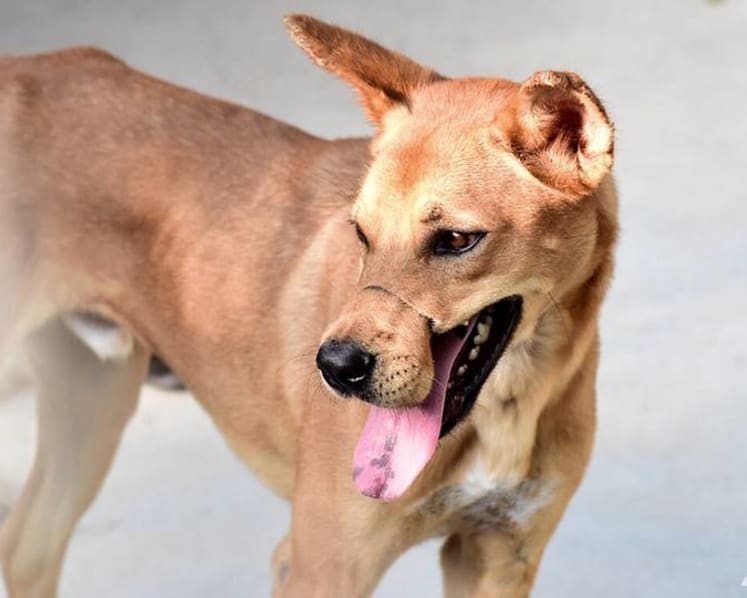 Thailand’s stray dogs given new chance at life
