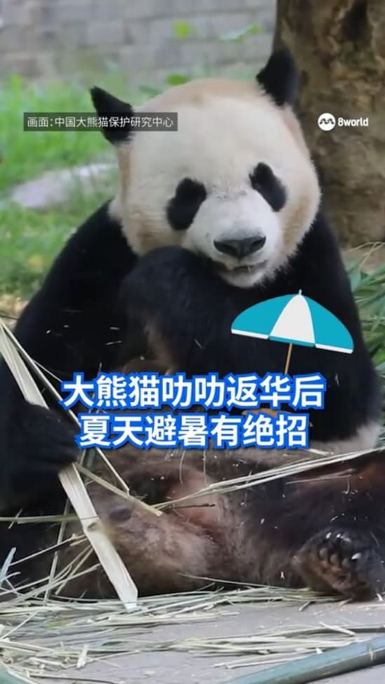 体重增至120公斤 大熊猫叻叻夏天避暑有绝招