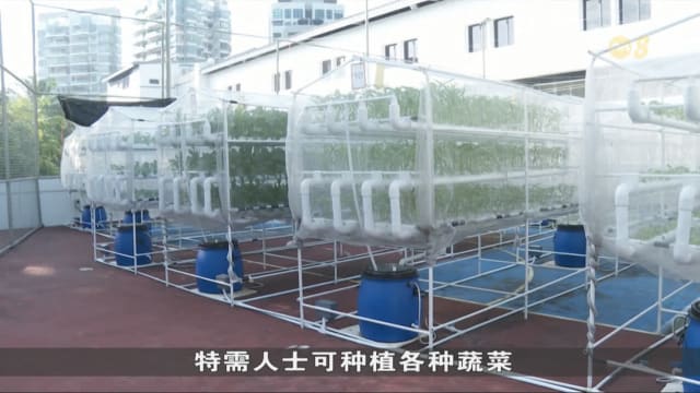 本地组织合作设立顶楼都市农场 为特需人士提供入职培训