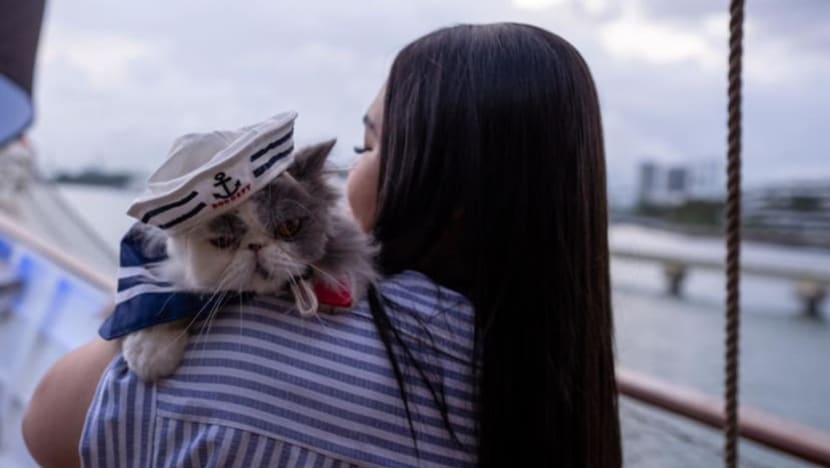 Percutian luar biasa: Kapal pesiaran ini menyediakan pengalaman menyeronokkan bersama kucing-kucing Percutian luar biasa: Kapal pesiaran ini menyediakan pengalaman menyeronokkan bersama kucing-kucing
