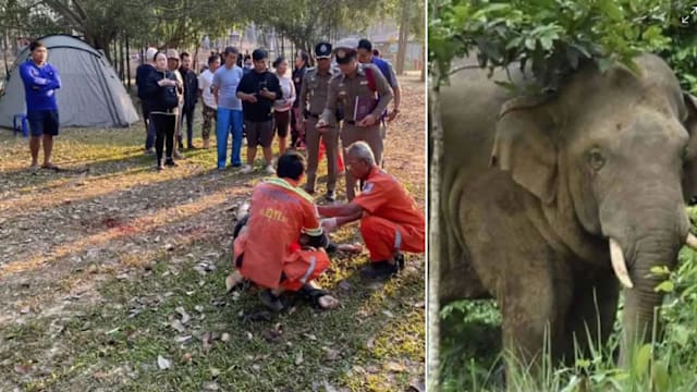 泰国男游客帐篷外晨运 遭发情野象攻击踩死