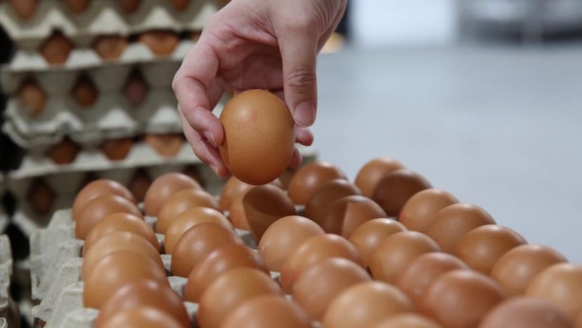 Singapore to begin importing chicken eggs from Brunei in bid to diversify food source