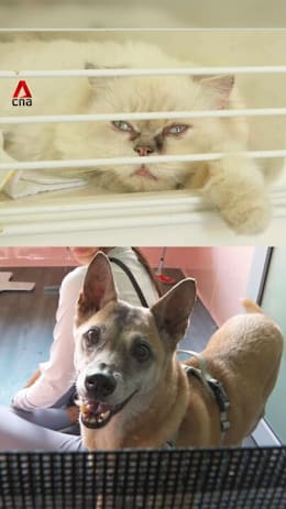 Animal shelters in Singapore struggle to cope as pet adoptions hit lowest since 2019