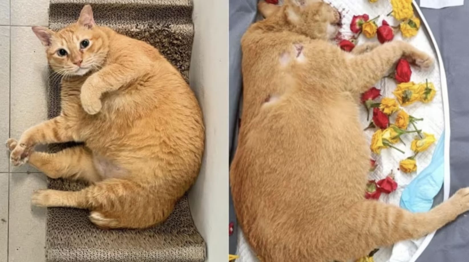 涉在大巴窑刺伤和高楼抛猫致死男子再被控第六起虐猫罪- 8world