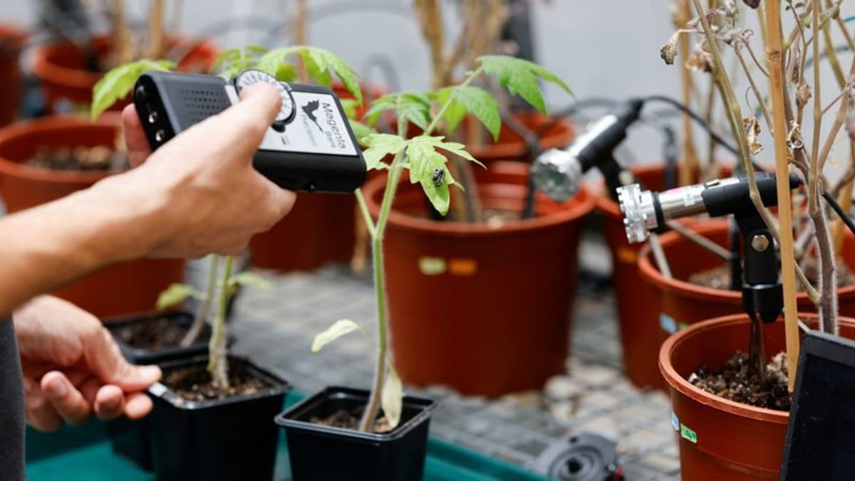 Israeli research finds that when plants talk, insects listen