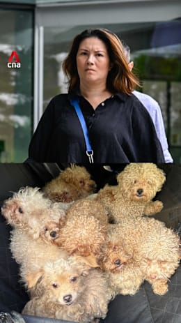 79 dogs in one home: Singapore woman fined S$21,500 in unprecedented case