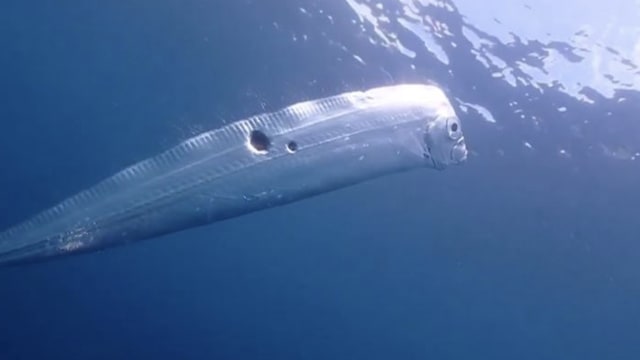 潜水员巧遇两米“地震鱼” 刷新台湾最大活体纪录