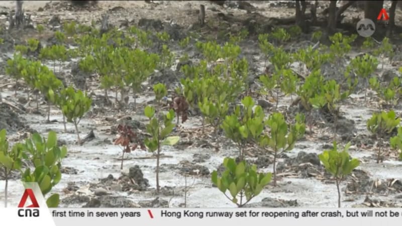 Rare mangroves from Timor-Leste to be planted in Singapore's Bay East Garden