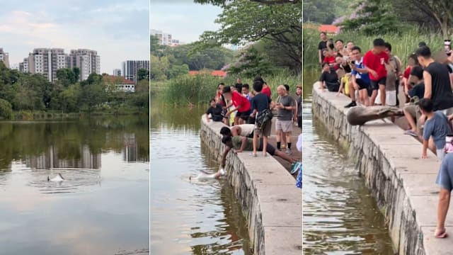 榜鹅公园钓到巨型鲶鱼 民众合力拉上岸