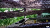 Rotten insects, viral videos and climate change: South Korea battles 'lovebug' invasion