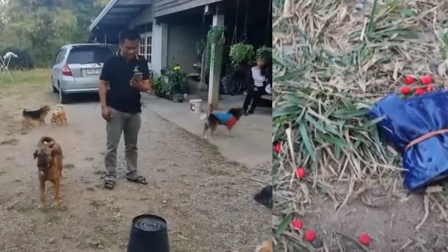 爱犬把400粒毒品药丸捡回家 泰国夫妇急报警