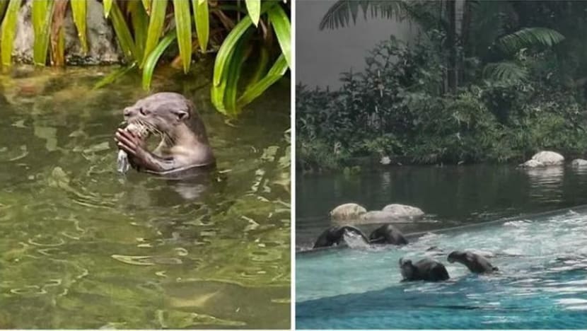 Ikan peliharaan jadi sasaran memerang dekat Terusan Alexandra; cetus kemarahan penghuni kondo