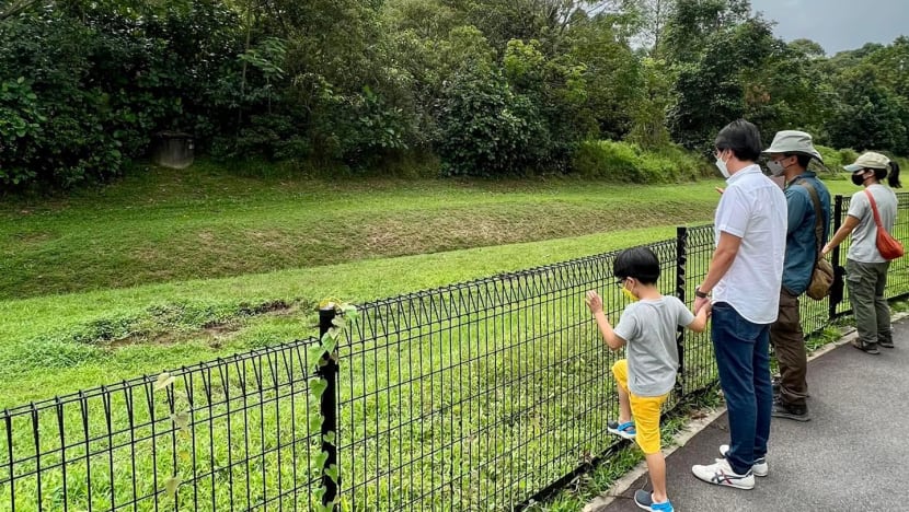 MP raises concerns over safety of children, elderly after wild boars spotted in Zhenghua estate